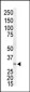 MEK3 (MAP2K3) Antibody (N-term)