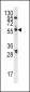 PLK1 Antibody (C-term)