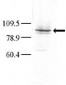 GLK Antibody (C-term)