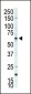 p70 S6Kbeta Antibody (C-term)