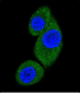 PI3KC3 Antibody (N-term)