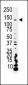 PI3KCA Antibody (C-term)