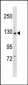 PI3KCB Antibody (C-term)