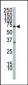 PI3KR2 Antibody (C-term)