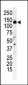 PI3KR4 Antibody (N-term)