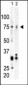 PLK3 Antibody (C-term)