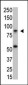 IKK beta Antibody