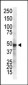 IKK gamma Antibody