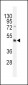 Dnmt3L Antibody (C-term)