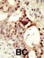 Dnmt3L Antibody (C-term)