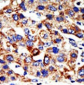 HDAC8 Antibody (N-term)