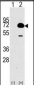 HDAC10 Antibody (N-term)