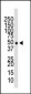 HDAC11 Antibody (N-term)