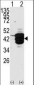 HDAC11 Antibody (N-term)