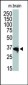 HDAC11 Antibody (C-term)