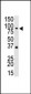 M TLR4 Antibody (N-term)