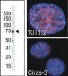 RSKB (MSK2) Antibody (C-term R321)