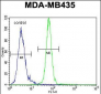 AKT1 Antibody (C-term)