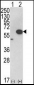 AKT1 Antibody (C-term)