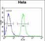 AKT2 Antibody (Center)