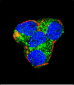 AKT2 Antibody (Center)