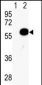 AKT2 Antibody (Center)