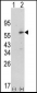 PDK1 Antibody (N-term)