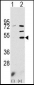 PDK3 Antibody (N-term)