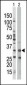 AMPK beta (PRKAB1) Antibody (N-term)