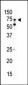 AMPK alpha2 Antibody (C-term)