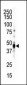 CAMK1D (CAMK1 delta)Antibody (C-term)