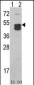 CAMK1D (CAMK1 delta)Antibody (C-term)