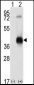 CAMK1 Antibody (C-term)