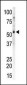 CAMK2G (CAMK2 gamma) Antibody (C-term)