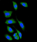 DAPK1 Antibody (C-term)