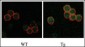 DRAK2 Antibody (C-term)