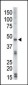 DRAK2 Antibody (C-term)