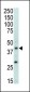 MAPK11 Antibody (Center)