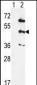 MAPK12 Antibody (Center)