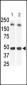 SPHK1 Antibody (N-term)