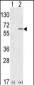 SPHK1 Antibody (N-term)