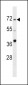 SPHK2 Antibody (N-term)