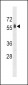 SPHK2 Antibody (C-term)