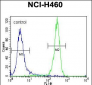 STK11 (LKB1) Antibody (N-term I29)