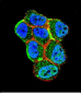 STK11 (LKB1) Antibody (N-term I29)