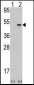 Aurora-B (ARK/STK12) Antibody (Center)