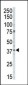 CSNK1A1 Antibody (C-term)