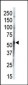 CSNK1G3 Antibody (C-term)
