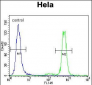 MAPK3 Antibody (N-term)