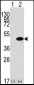 MAPK3 Antibody (N-term)